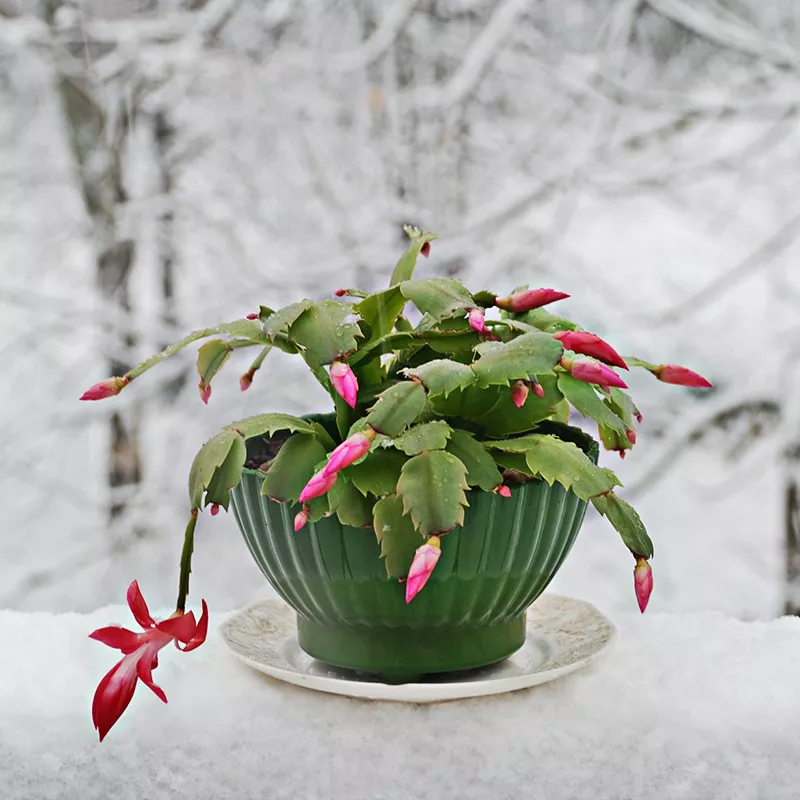 Christmas Cactus