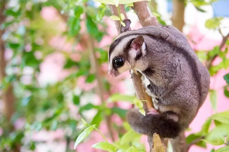 Sugar Glider