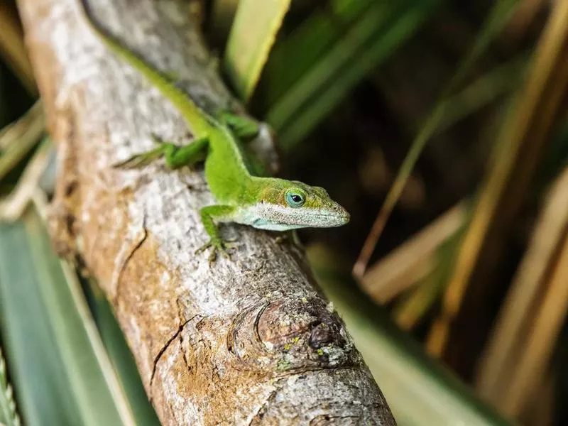 Green Anole