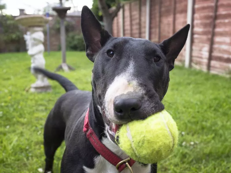 Bull Terrier