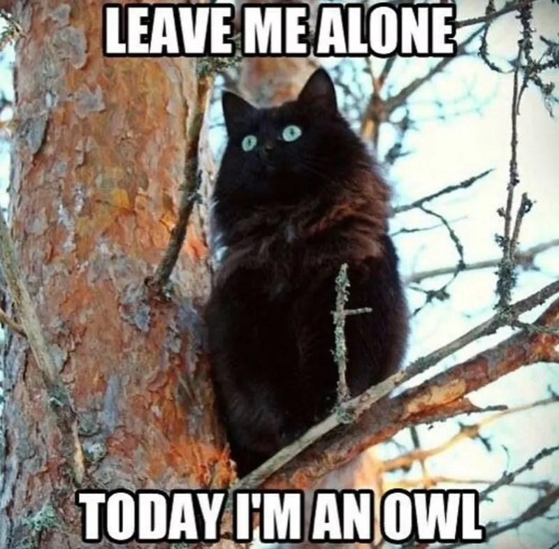 Cat pretending to be an owl