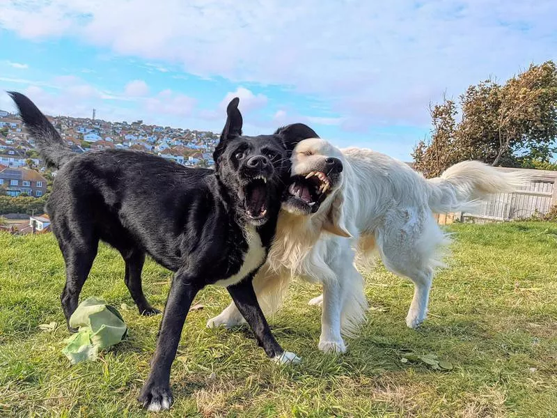 two dogs