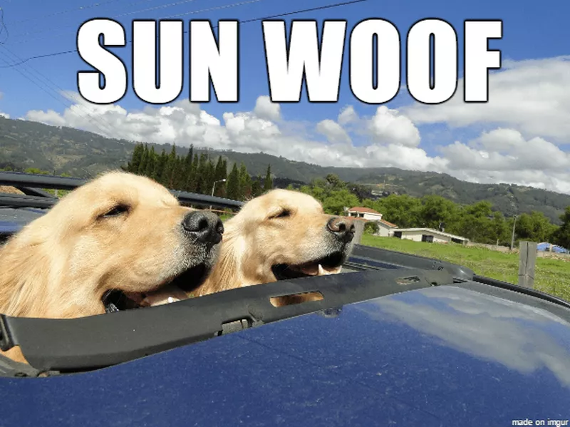 dogs hanging out of the sunroof