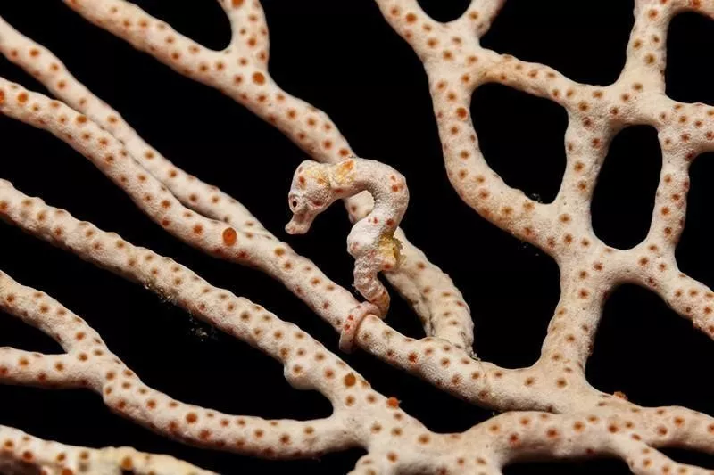 Denise’s Pygmy Seahorse