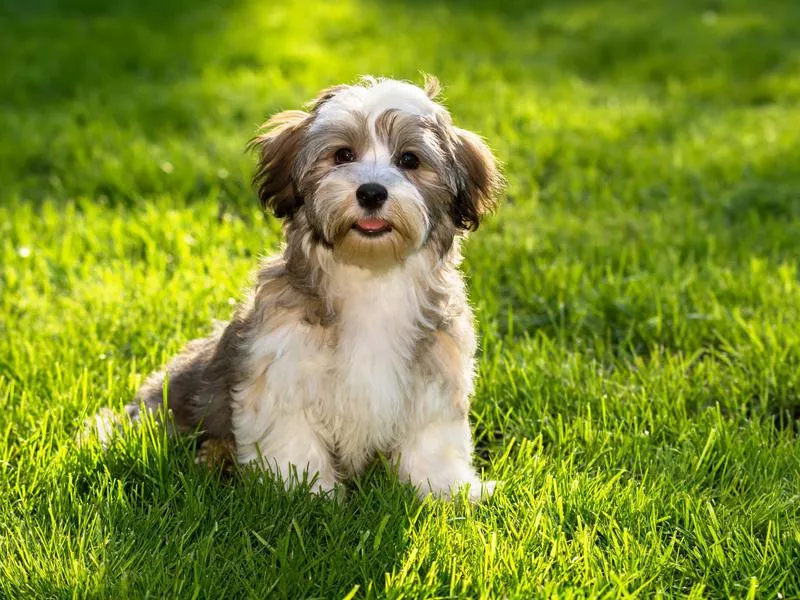 Havanese