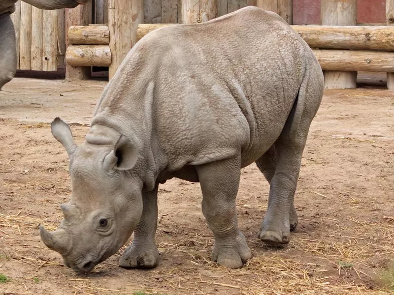 Javan Rhino