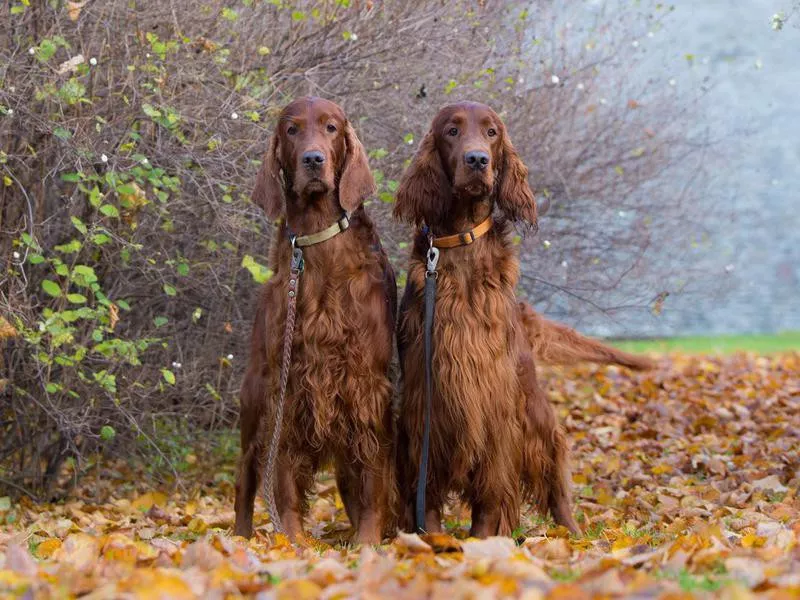 Irish Setter