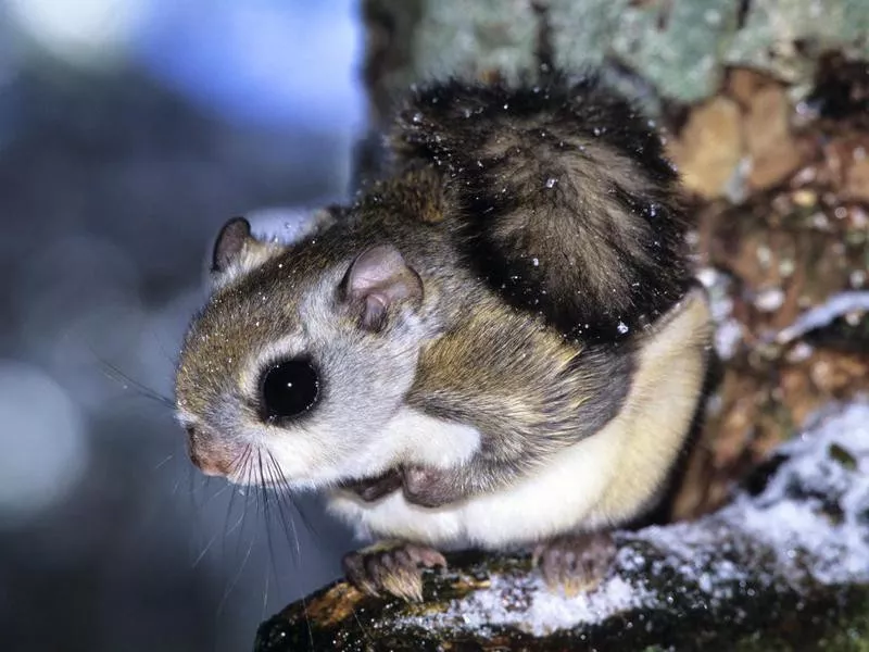 Flying squirrel