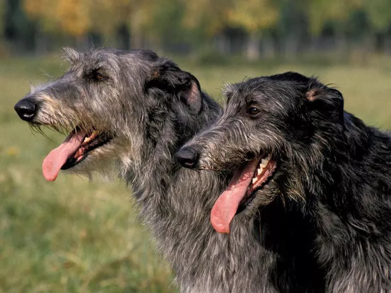 Scottish Deerhound