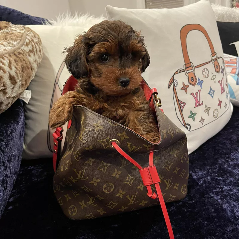 Yorkie Poo in bag