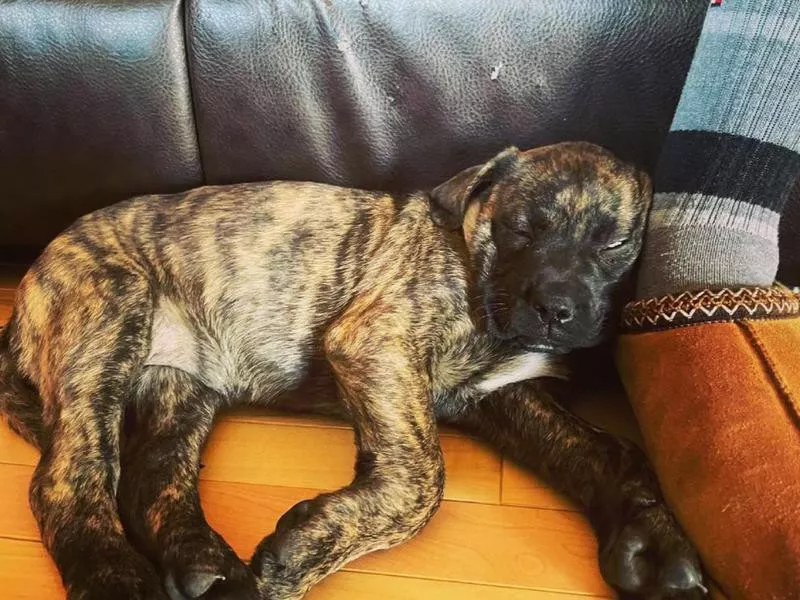 Mastiff puppy sleeping