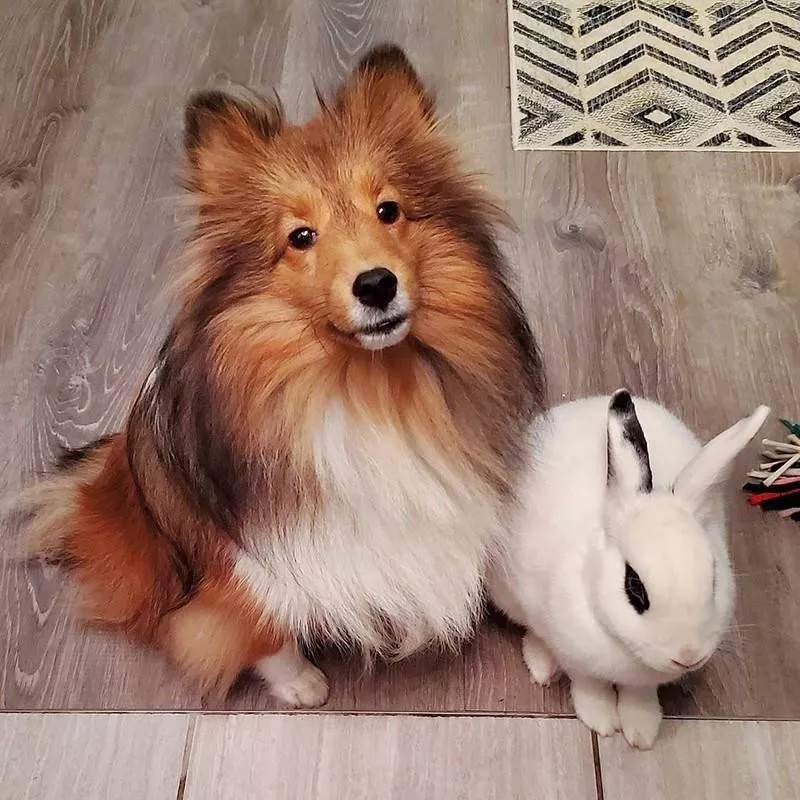 Dog and rabbit