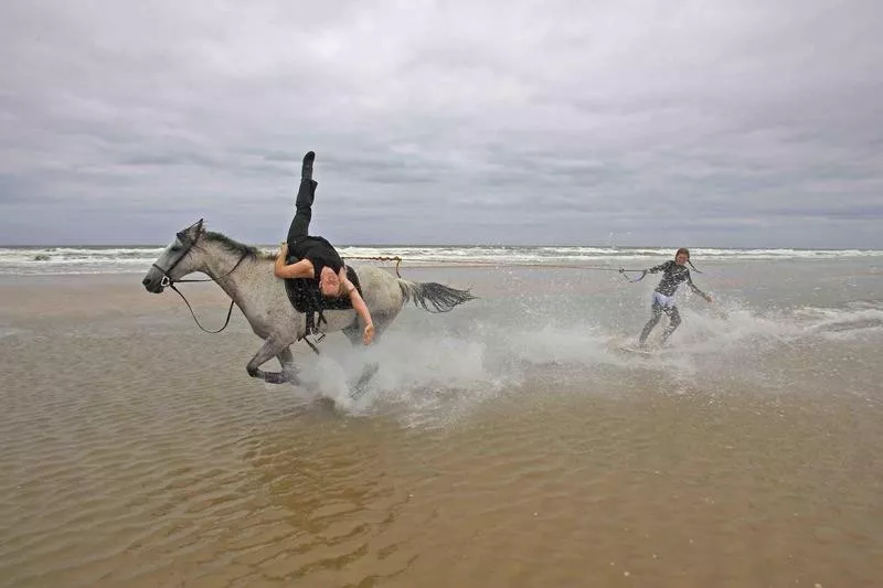 horse surfing