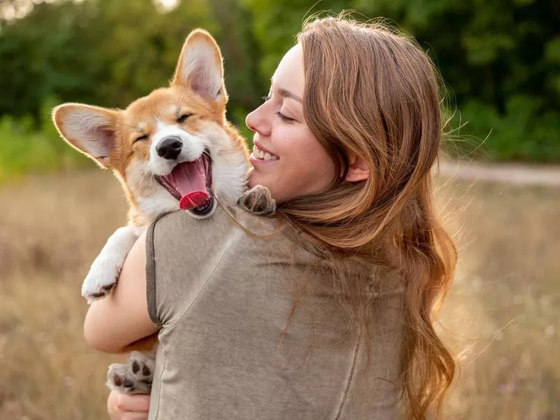 Pembroke Welsh Corgi