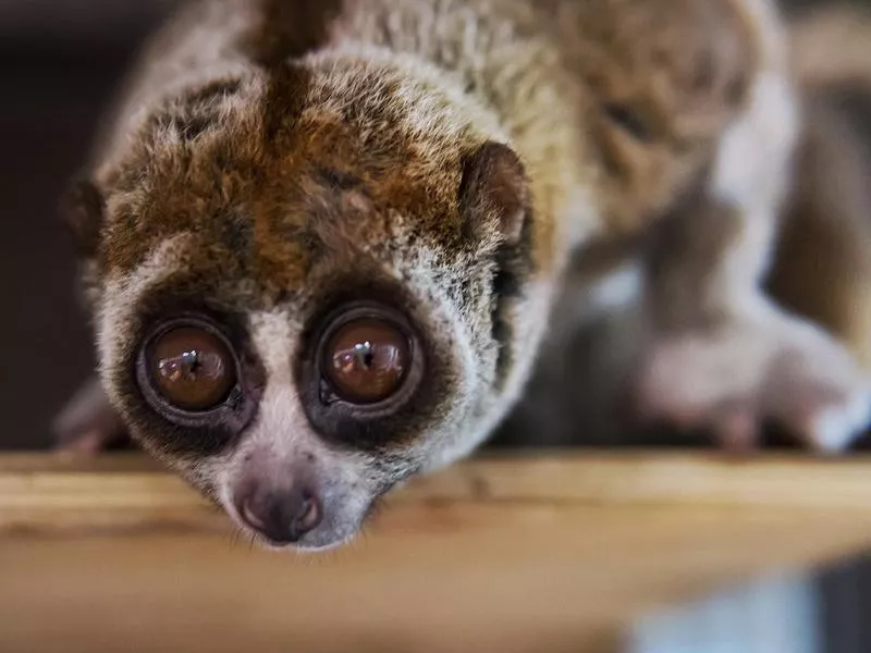 Slow loris