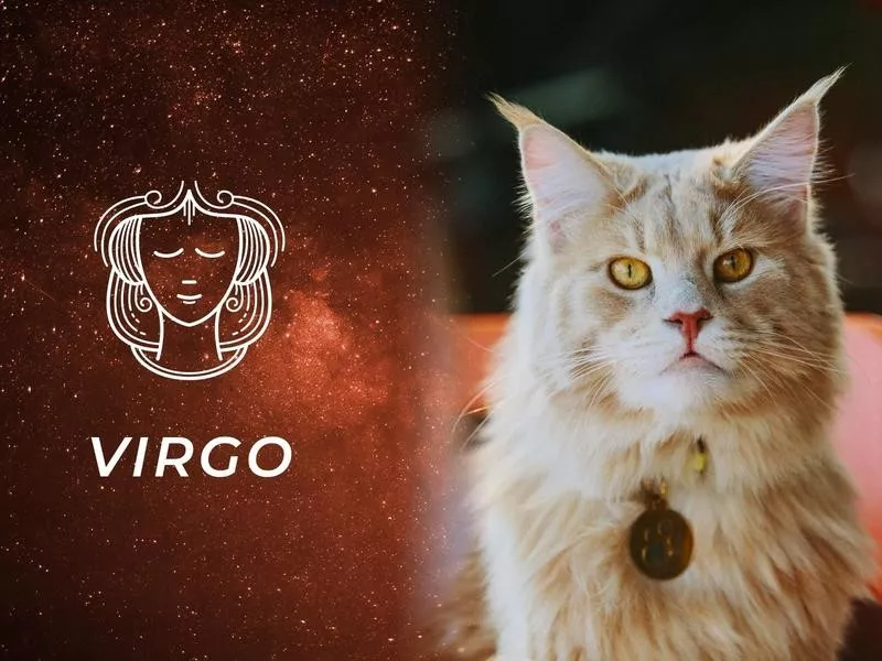 Virgo: Maine Coon