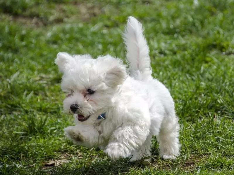 Maltese