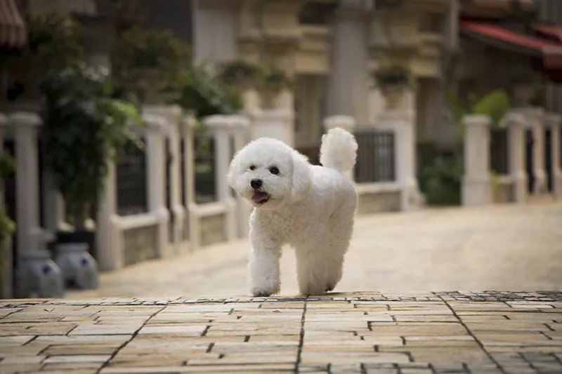 Bichon Frise walking