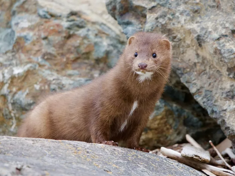 American mink hunting