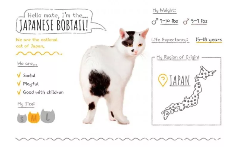 Japanese Bobtail