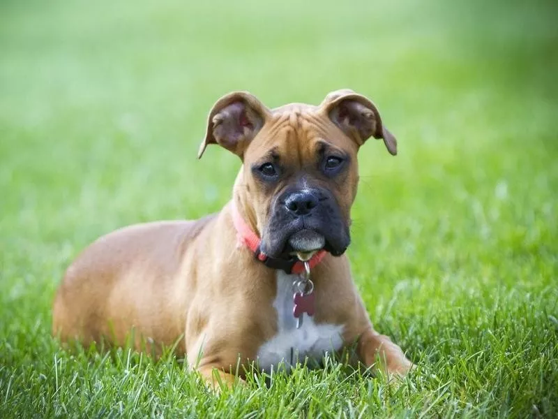 Belgian Malinois