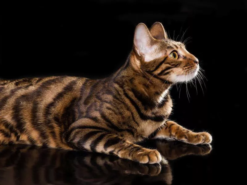 Toyger