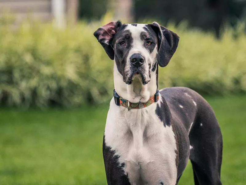 great dane