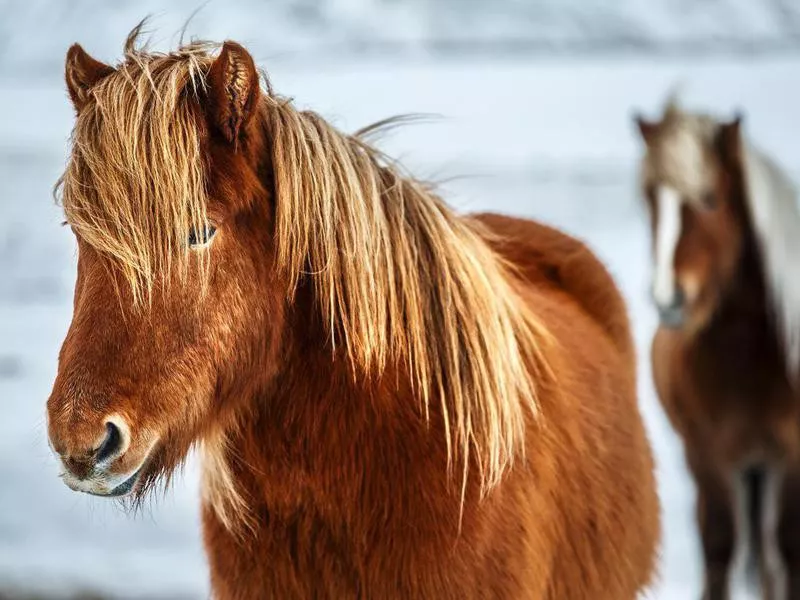 Icelandic horses