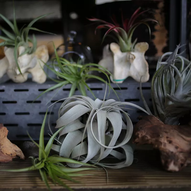 Air Plants (Tillandsia)