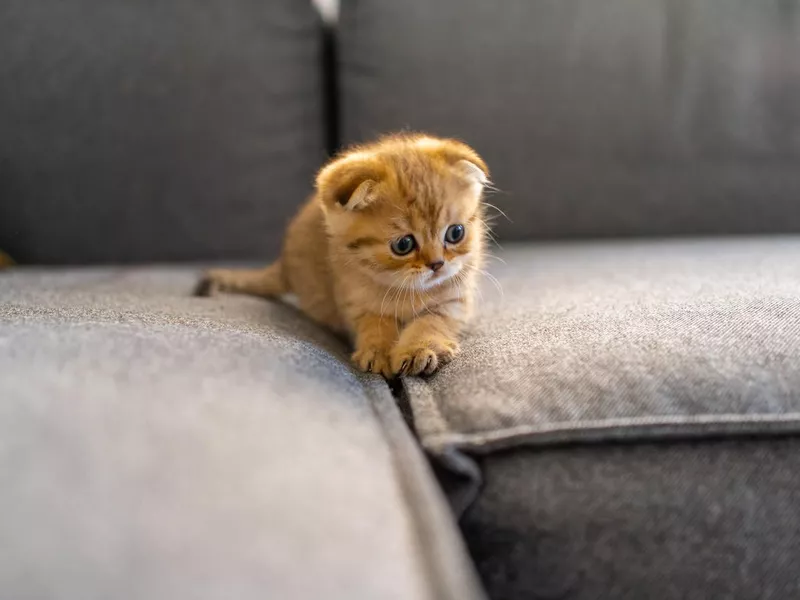 British Shorthair kitten