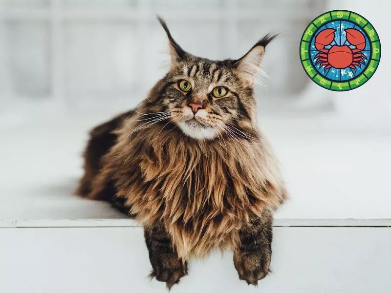 Maine Coon