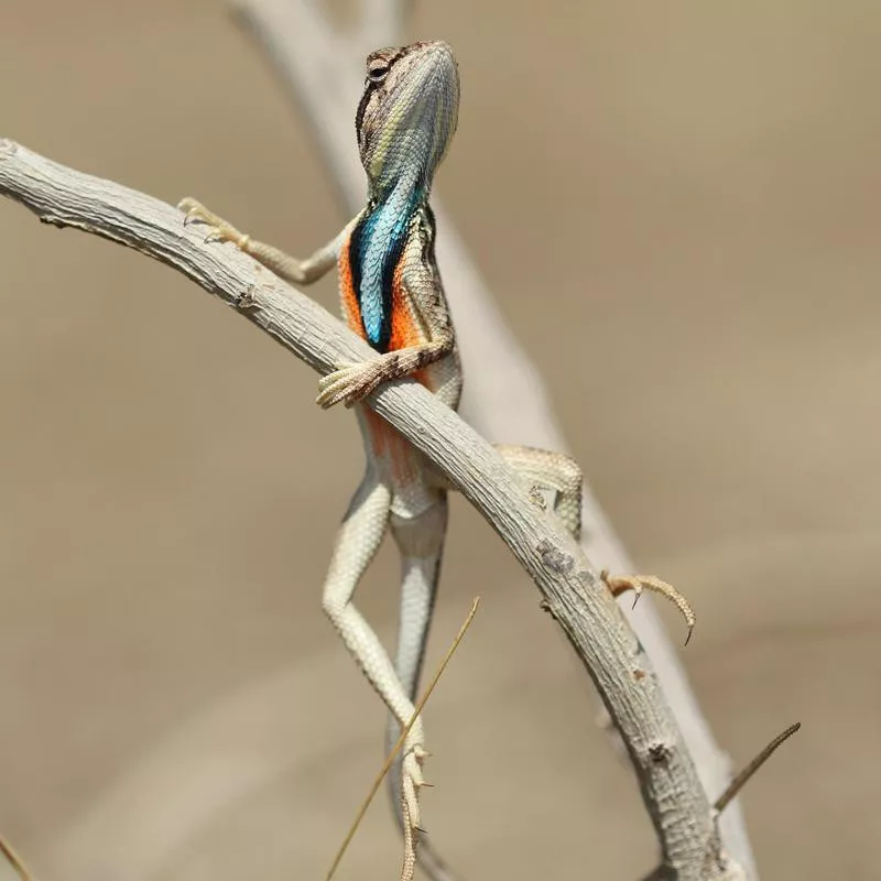 Fan Throated lizard