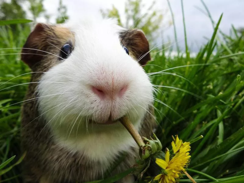 Guinea Fun