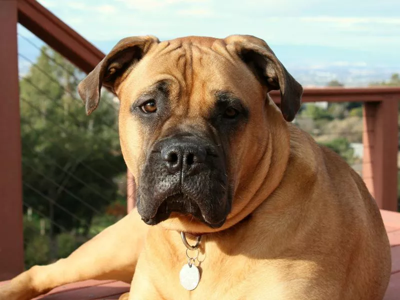 bullmastiff