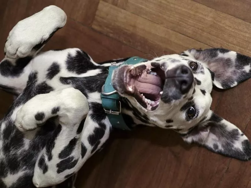 Dalmatian