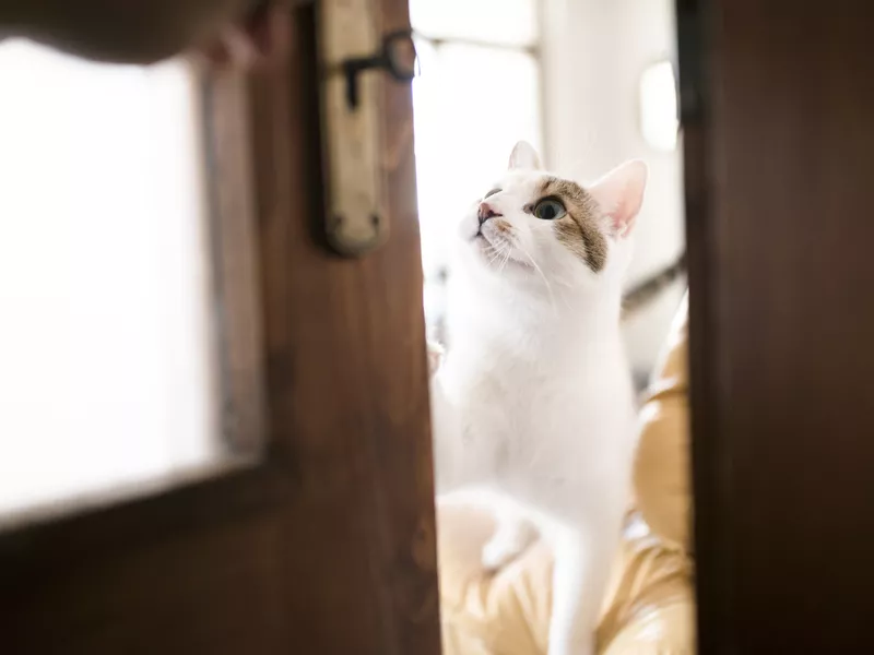 Cute kitten greeting