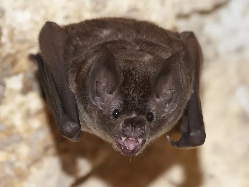 Bat