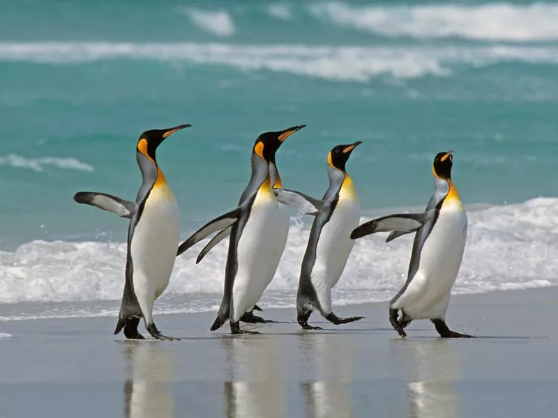 King penguin