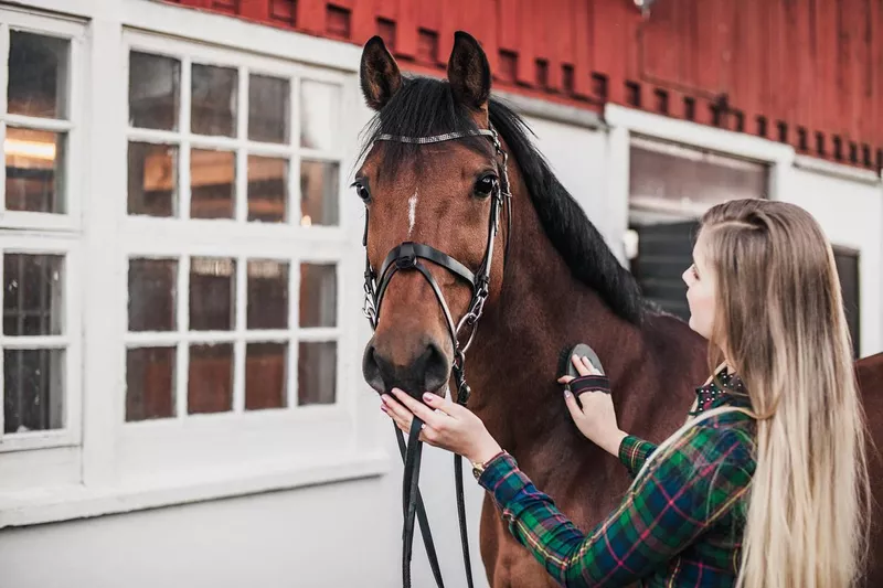 Young woman grooming her horse at the stable