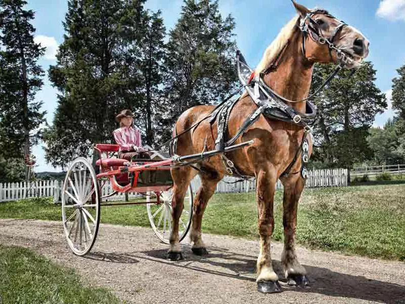 Belgian horse