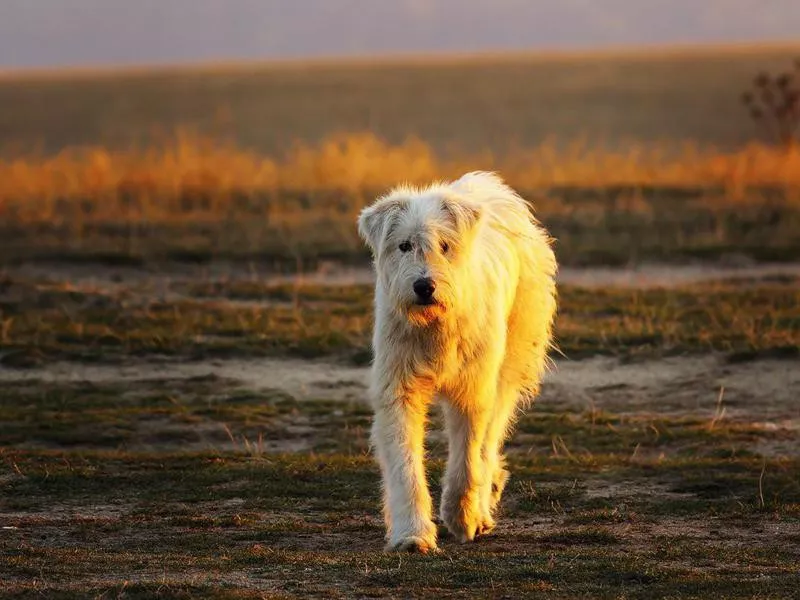 Romanian Mioritic Shepherd Dog