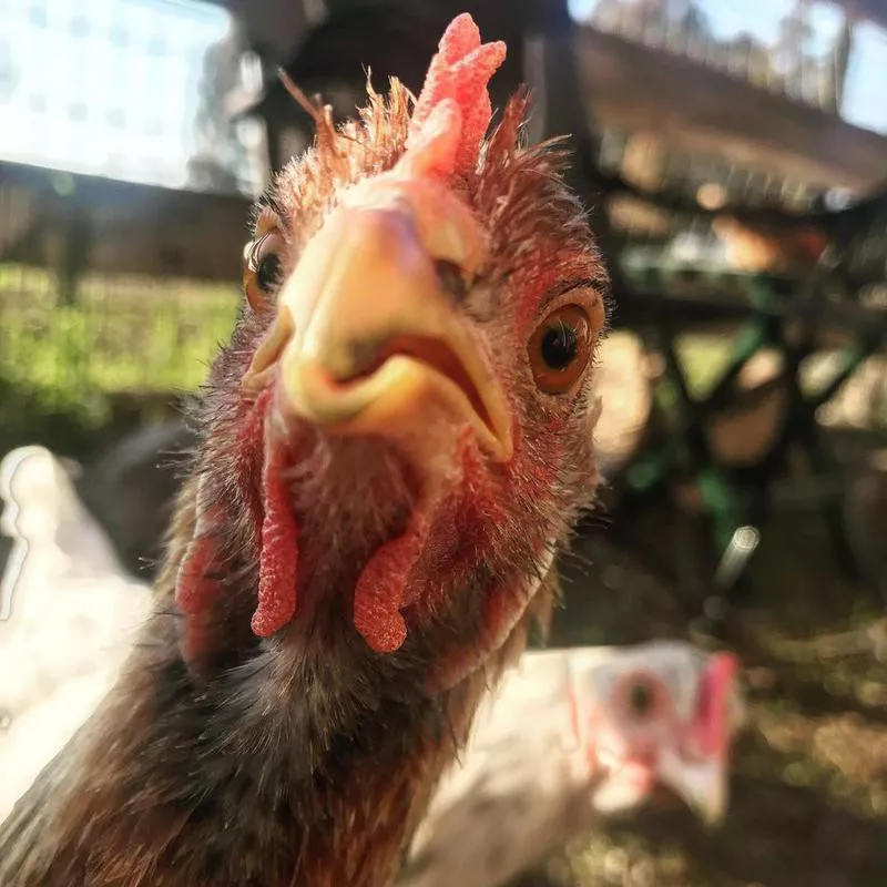 Chicken photobombing another chicken