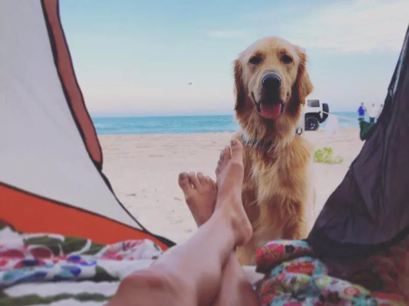 Happy dog on the sand