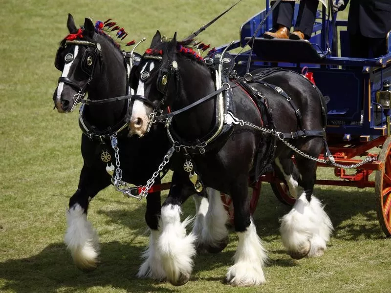 Shire Horses