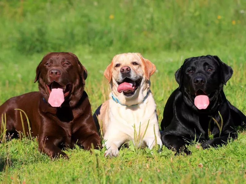 Three Labrador Retriever dogs on the grass