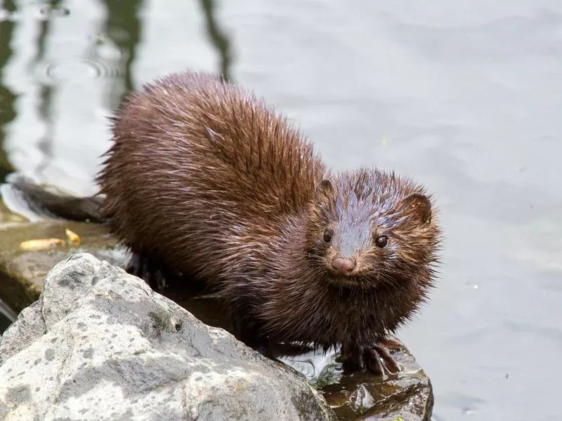 The closely related American mink