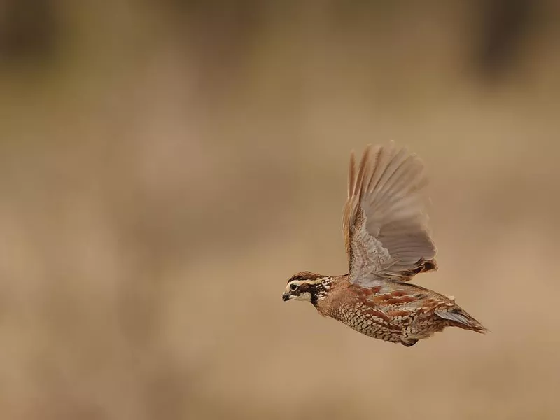 Quail bobwhite flying