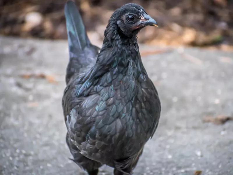 Ayam Cemani Chicken