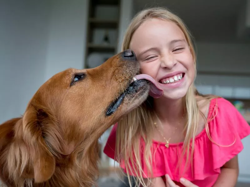 Golden retrievers make great therapy dogs