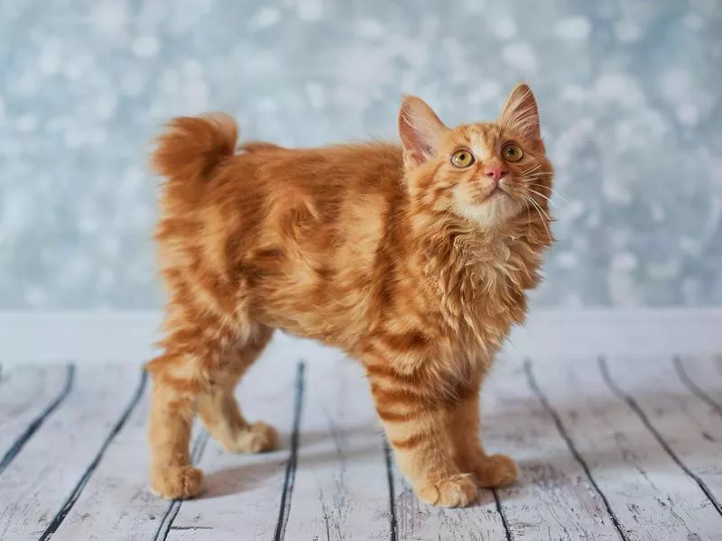 American Bobtail